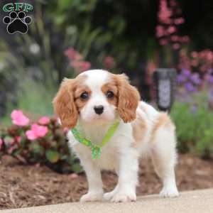 Kobe, Cavalier King Charles Spaniel Puppy